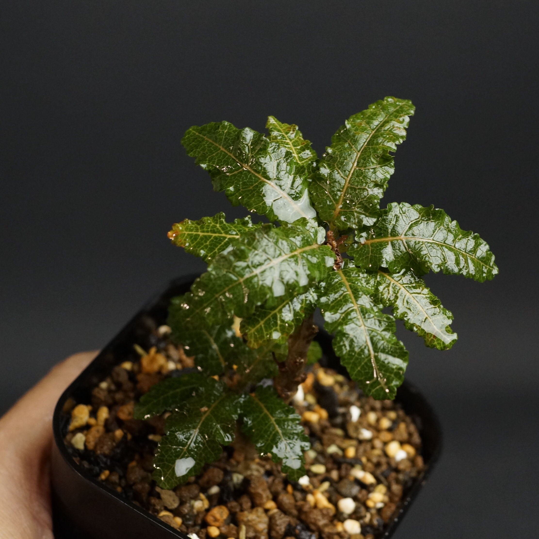 Boswellia nana