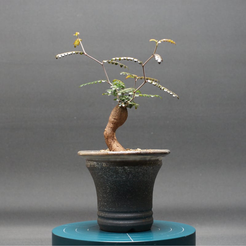 オペルクリカリア パキプス 