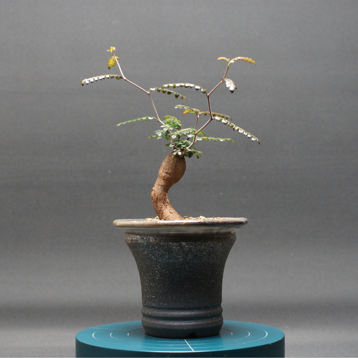 オペルクリカリア パキプス Operculicarya　Pachypus オペルクリカリア パキプス 