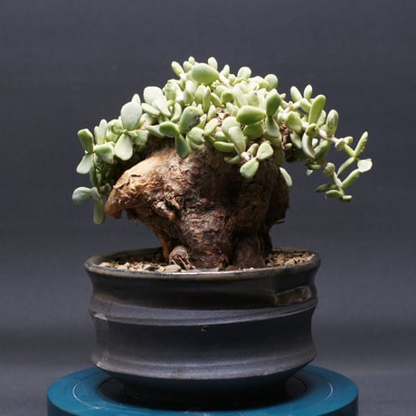 ケラリアピグマエア | STORES