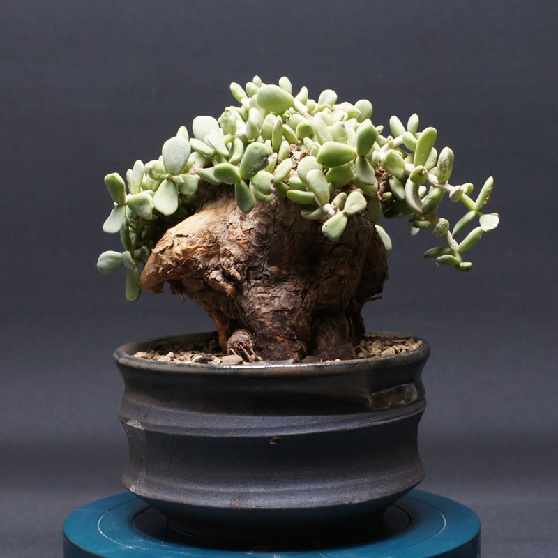 ケラリア ピグマエア 