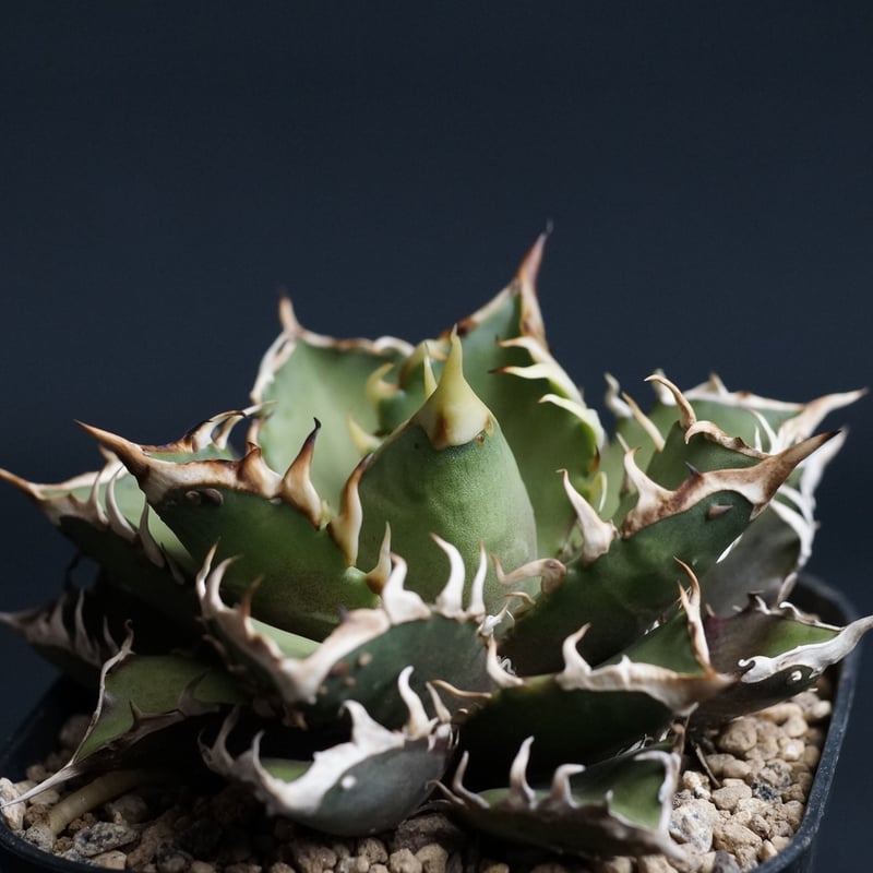 Agave titanota 'Red Catweezle'