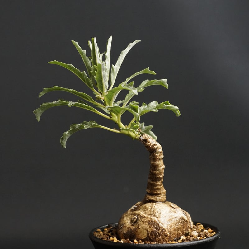 Pterodiscus speciosus