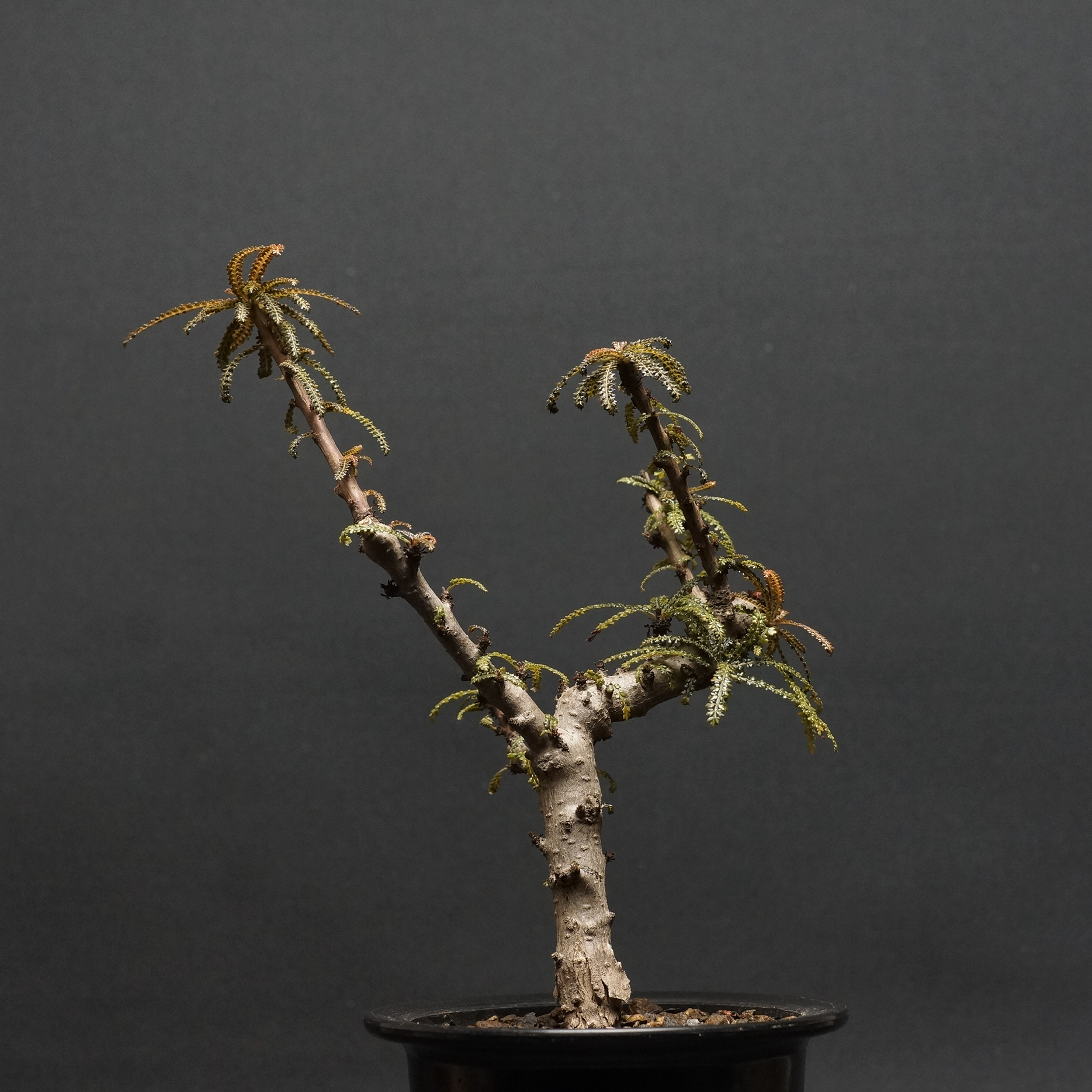 【種子】 ボスウェリア ソコトラナ Boswellia socotrana 5粒 Boswellia socotrana