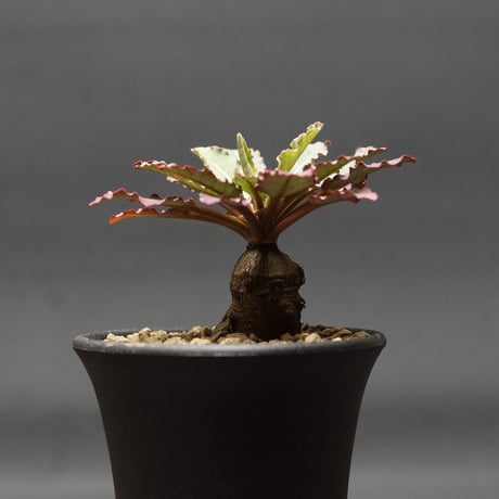 "Euphorbia fish bone" ユーフォルビア フィッシュスケール 管理2192