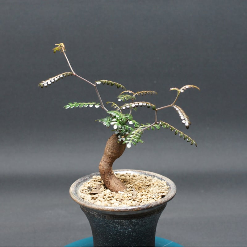 オペルクリカリア パキプス 