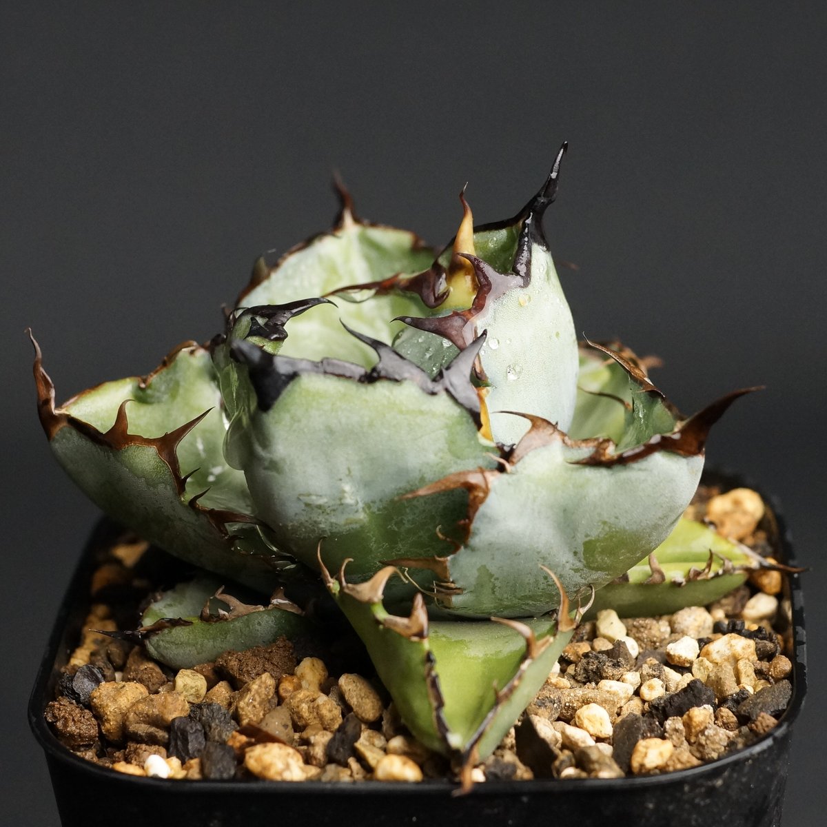 特価 agave titanota Neptune アガベ チタノタ アガベ チタノタ ドワーフ 003 Agave titanota 'Dwarf' | Sunn