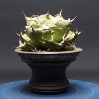 Agave Ripple Effect