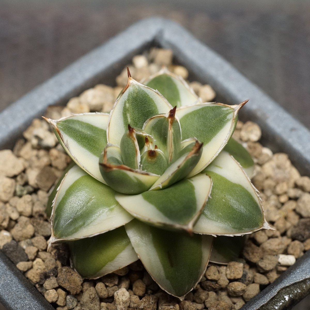Agave filifera 'Pinky'