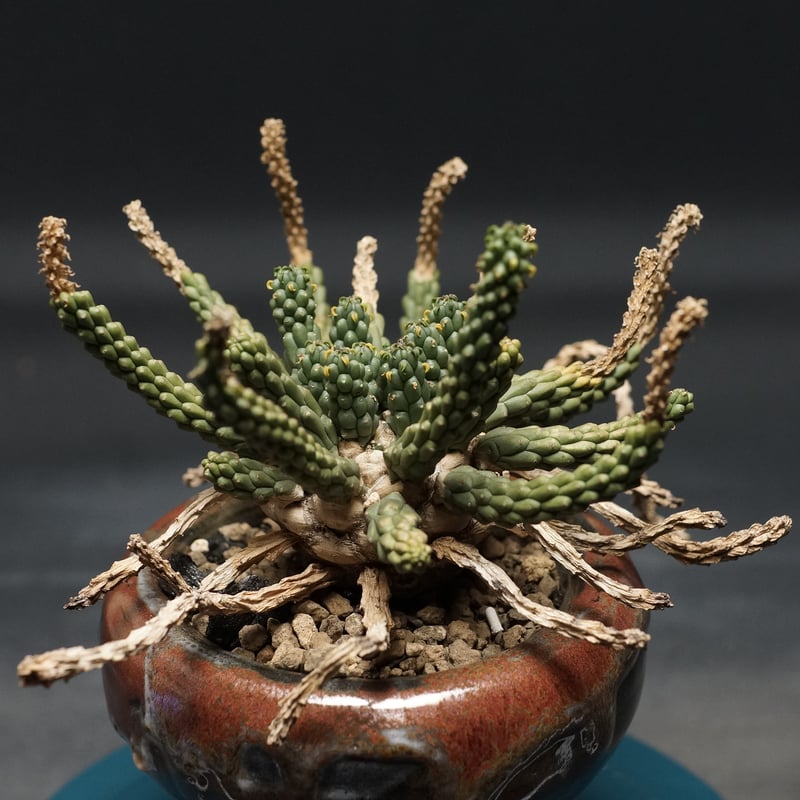 Euphorbia inermis
