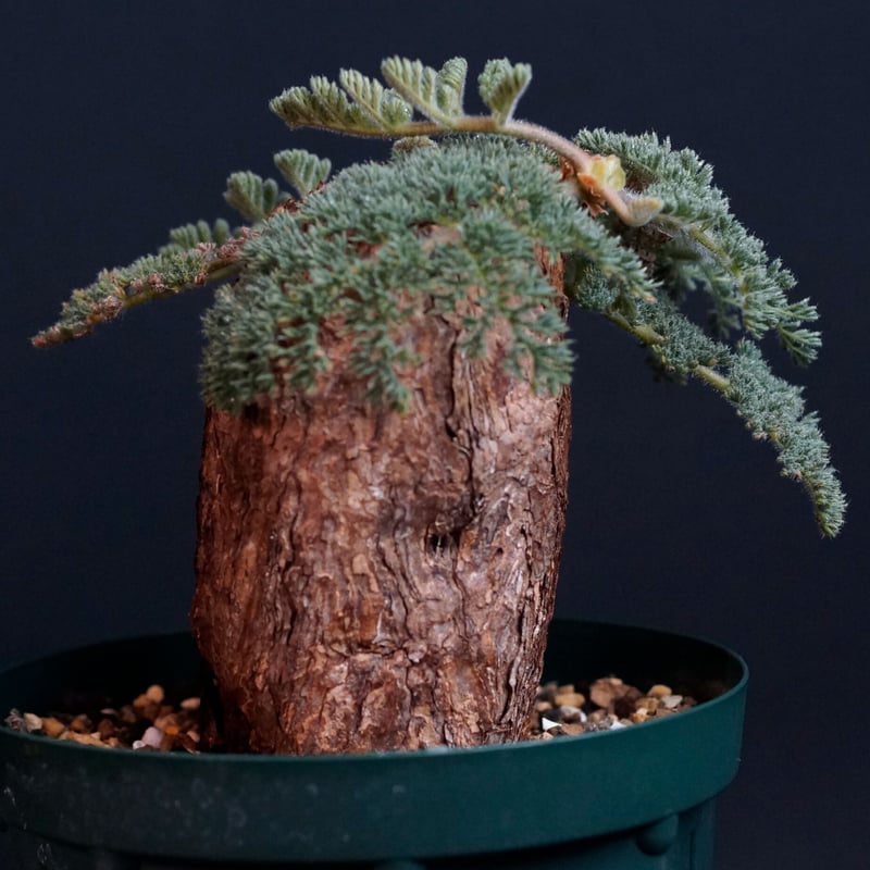 ペラルゴニウム トリステ 大株 現地球 発根株 (鉢付き) ペラルゴニウム