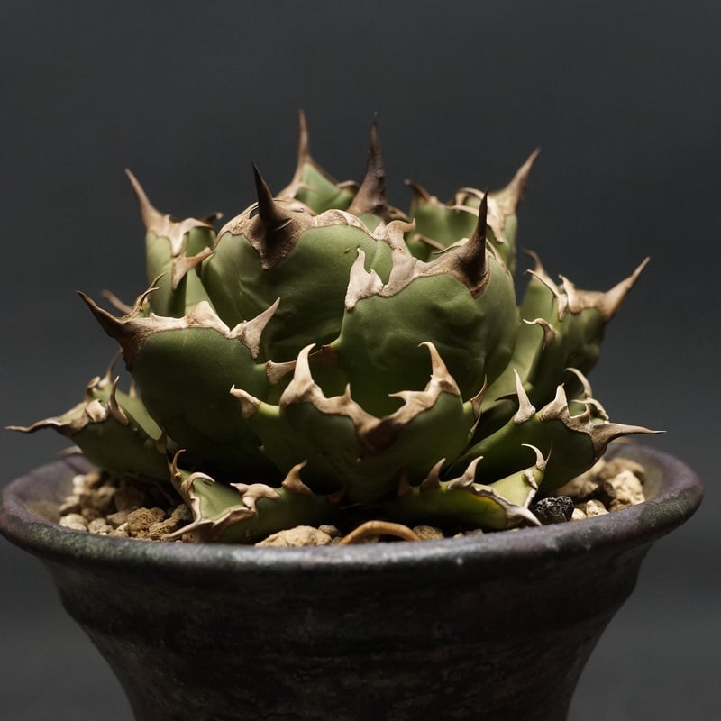 AGAVE titanota 姫厳竜 アガベ・チタノタ 姫厳竜（ボールタイプ）大-092｜agave