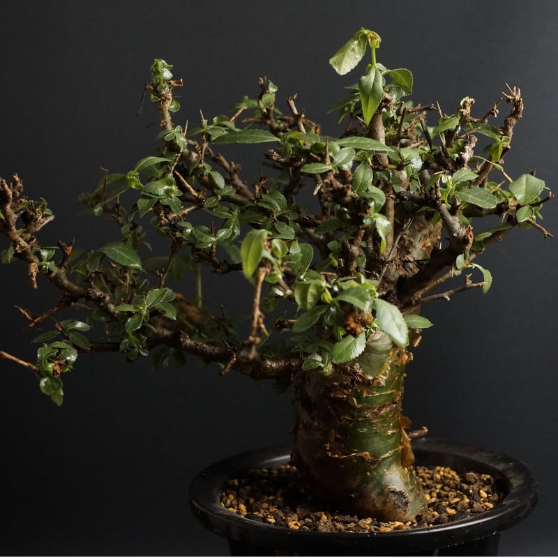 Commiphora incisa コミフォラ インシサ 灌木 コーデックス