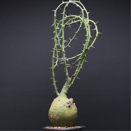 アデニアグロボーサ | STORES