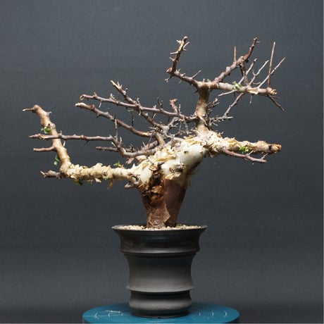 コミフォラカタフ | STORES