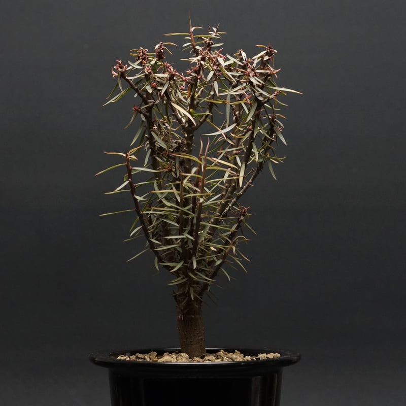 Euphorbia balsamifera