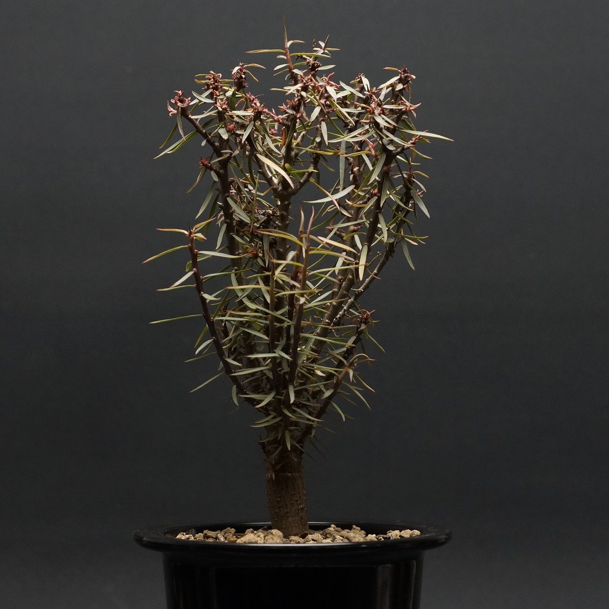 Euphorbia balsamifera