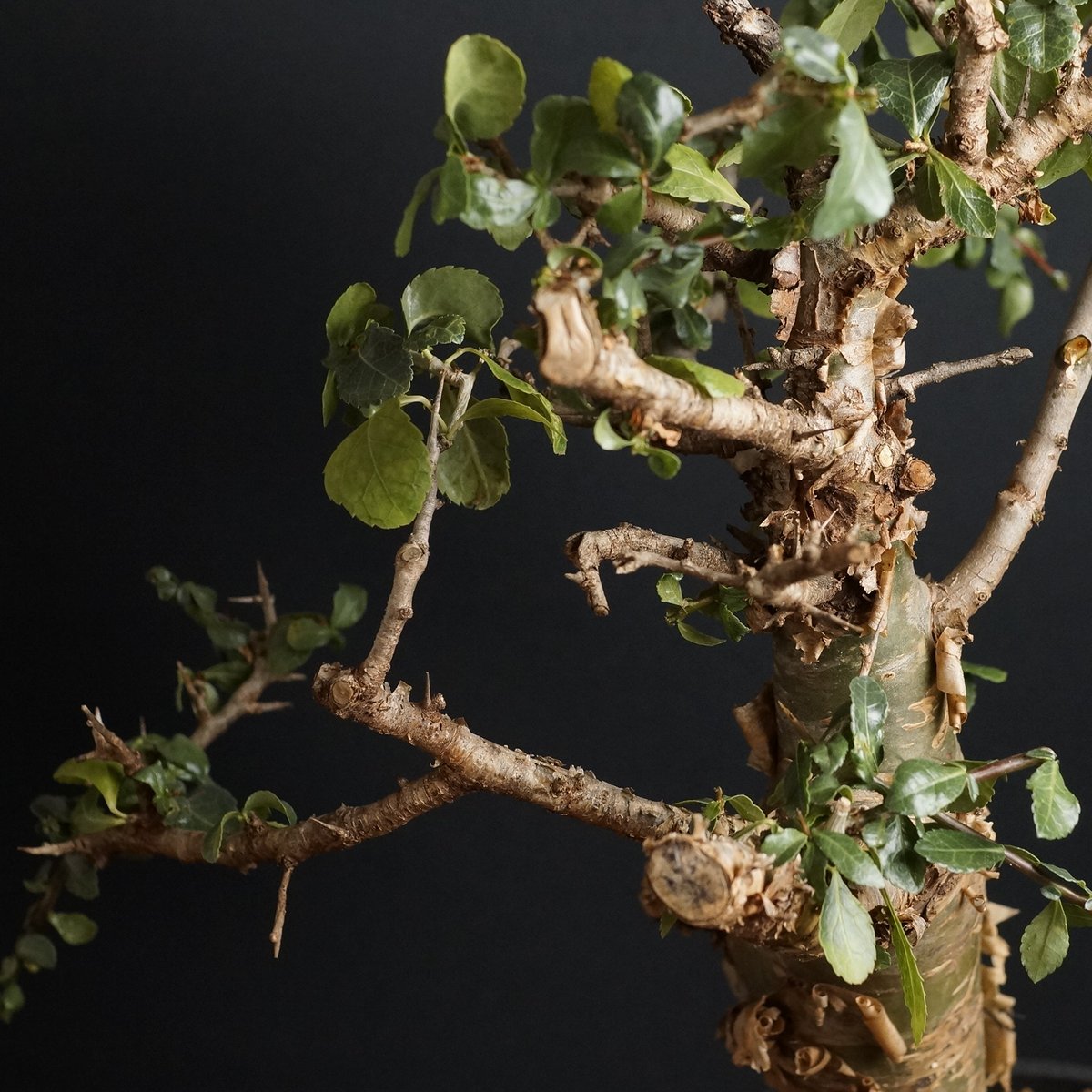 Commiphora habessinica
