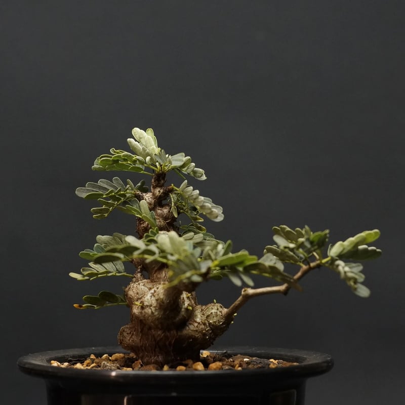 センナメリディオナリス（Senna meridionalis） Senna meridionalis