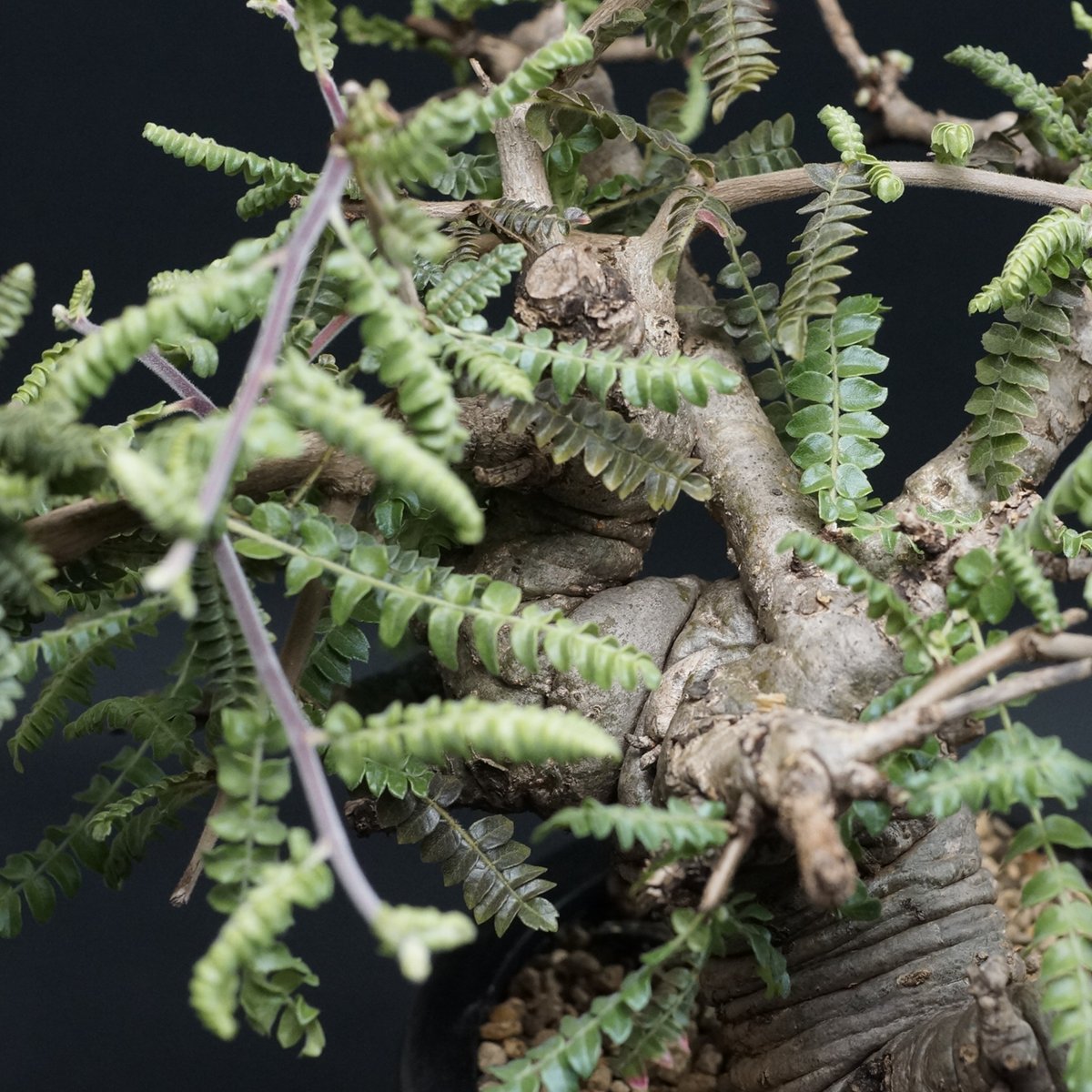 Boswellia neglecta