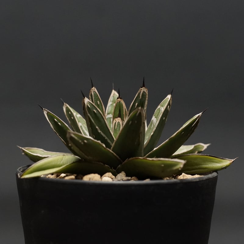 アガベ Agave victoriae-reginae 'Hyouzan' 231 Agave victoriae-reginae – Hidden Agave