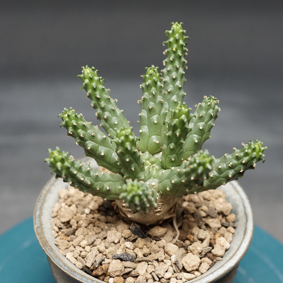 ユーフォルビア　エスクレンタ　現地球 Euphorbia esculenta