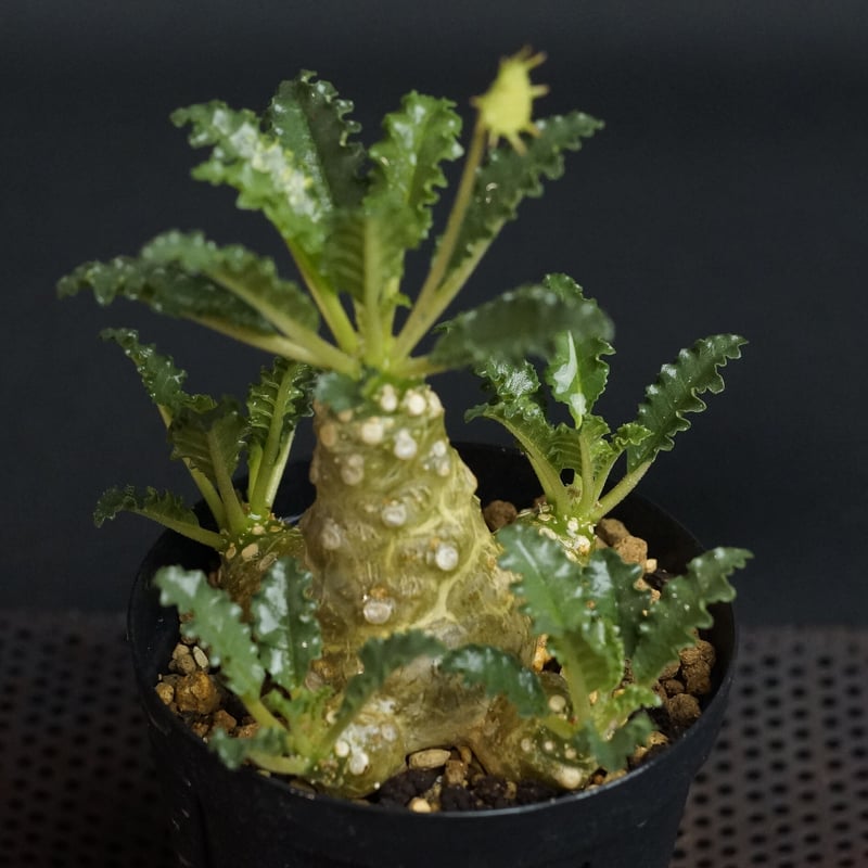 Dorstenia horwoodii hyb