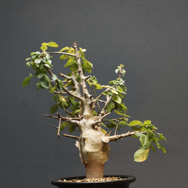 Commiphora kataf var. turkanensis