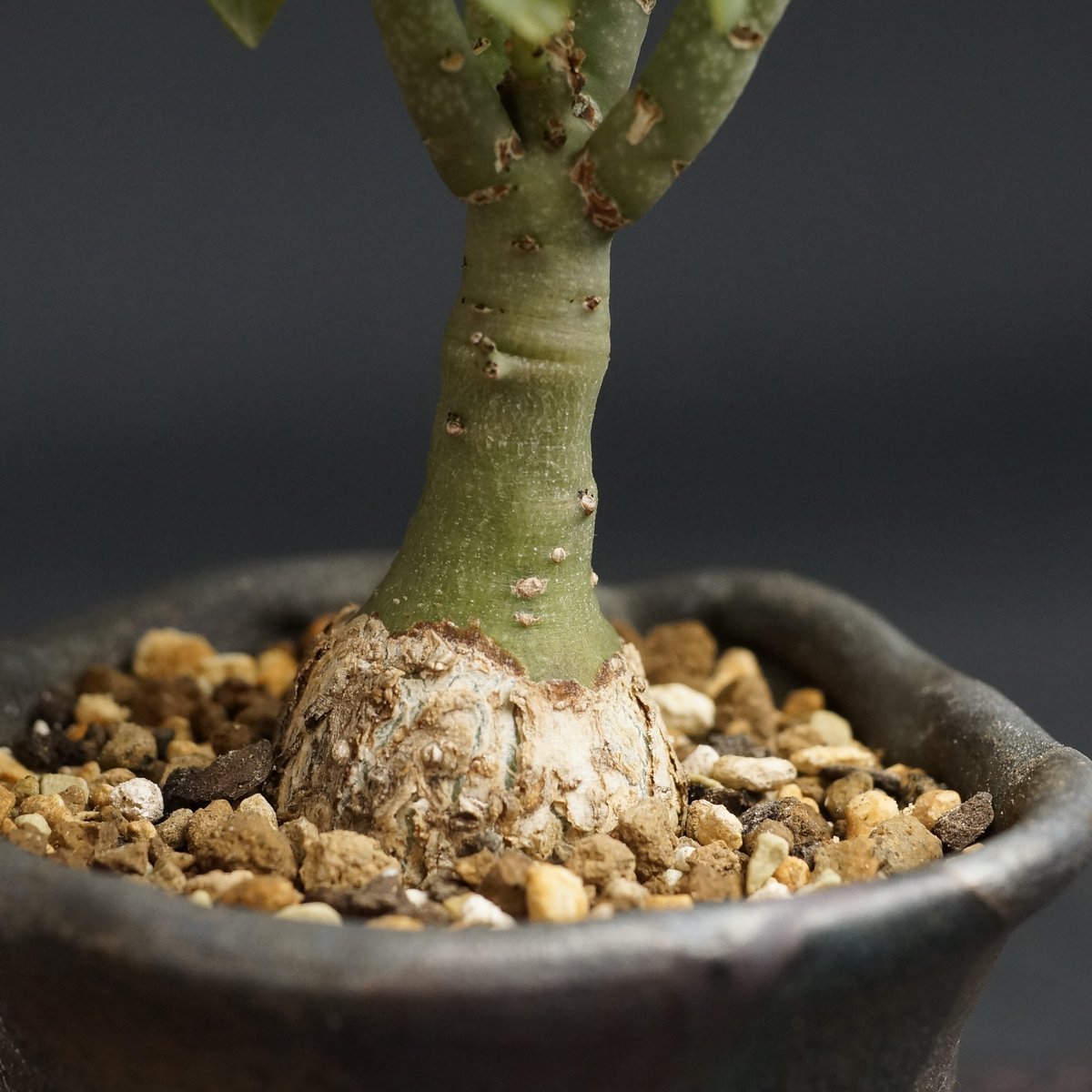 アデニア グラウカ 手びねり 陶器鉢