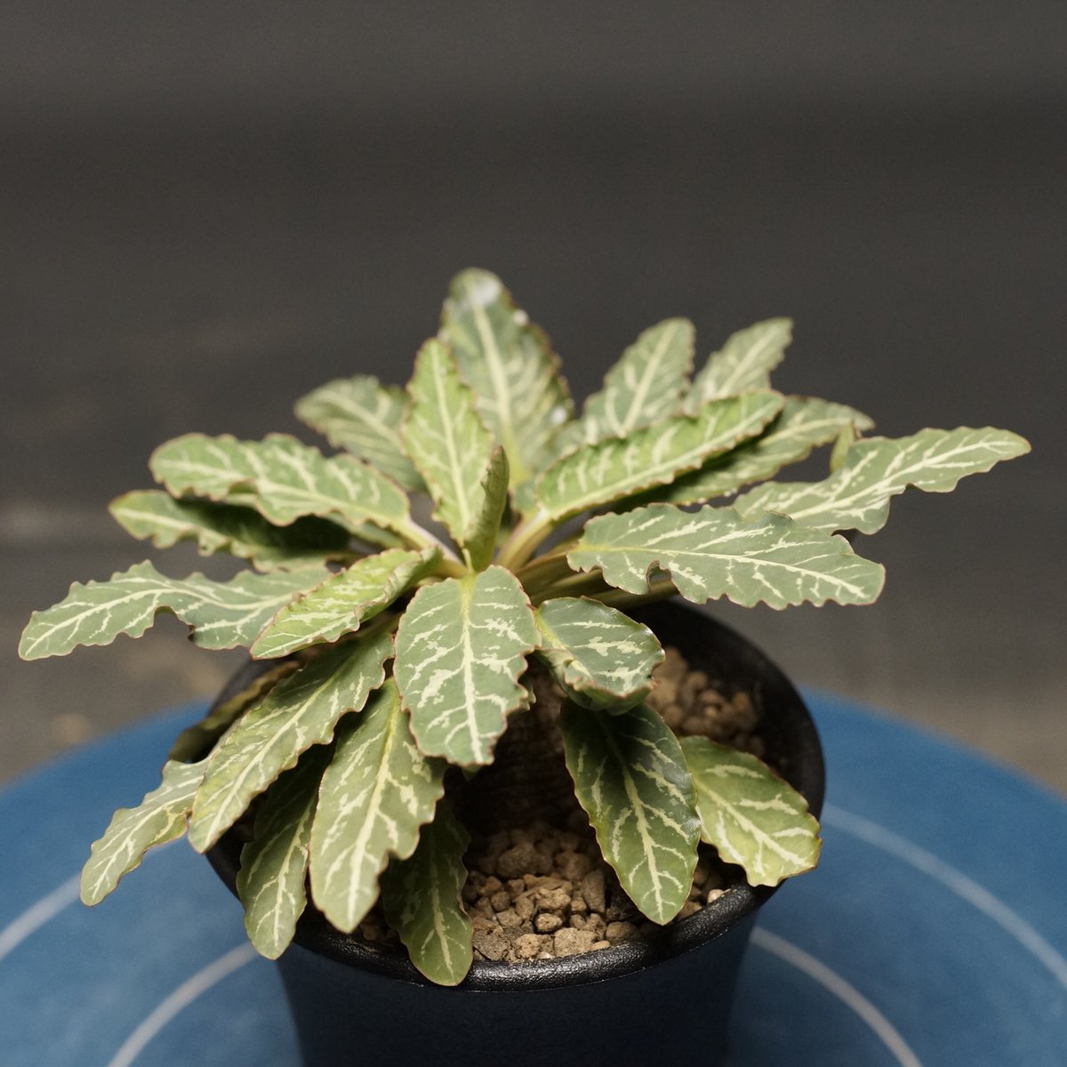 Euphorbia fish bone