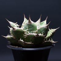 Agave Ripple Effect