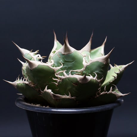 オテロイ | STORES