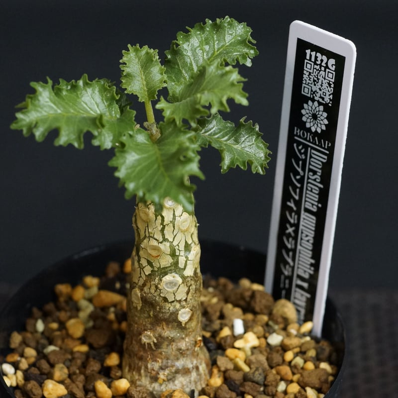 Dorstenia gypsophila x lavrani