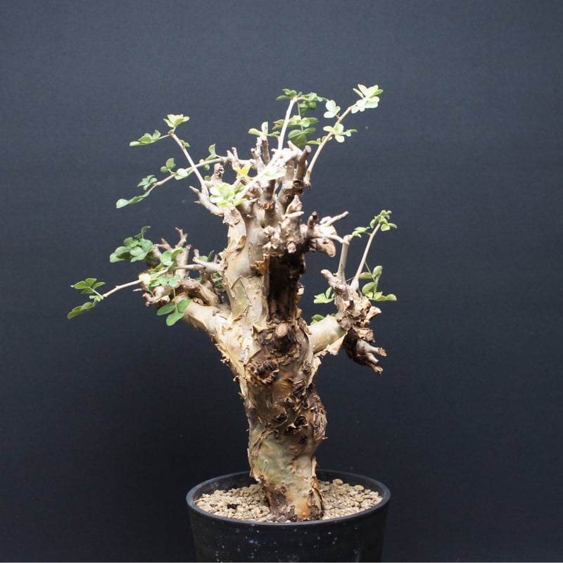 コミフォラ ストックシアナ 