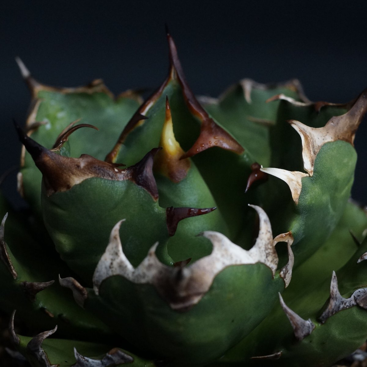 Agave titanota compacta