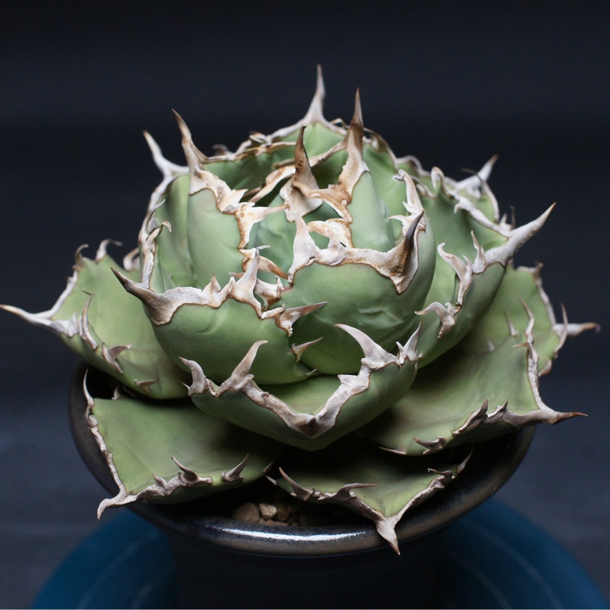 アガベ チタノタ 【コンパクタGG】 