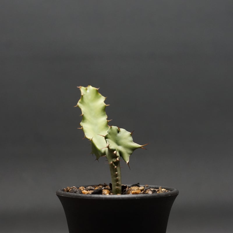 Euphorbia graniticola