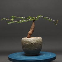 Boswellia nana