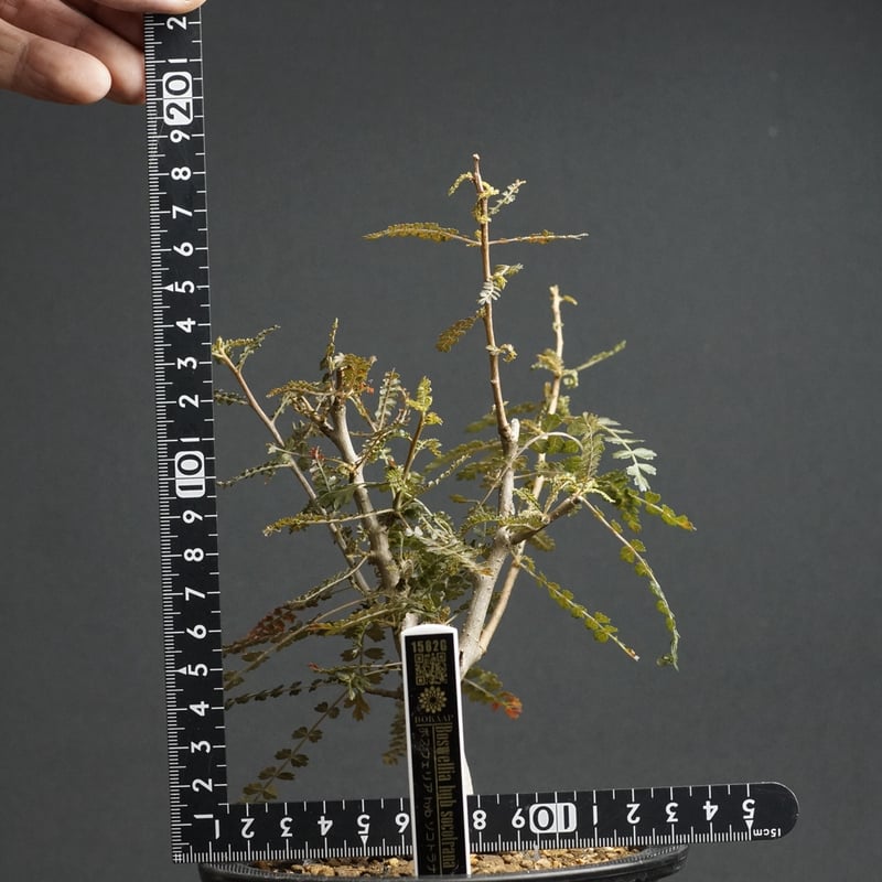 【入手困難！！】レア品　ボスウェリア　ソコトラナ 1667969842084_191580_photo.jpg