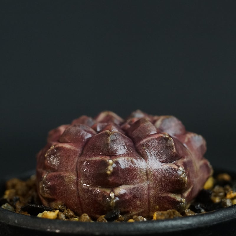 Gymnocalycium