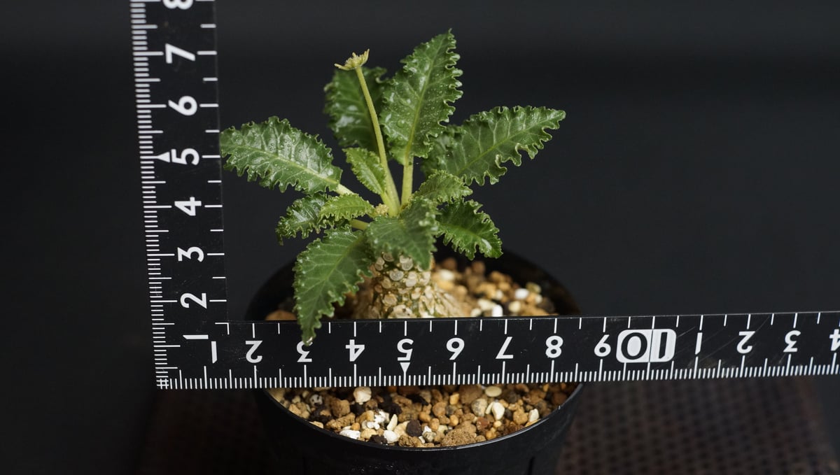 Dorstenia horwoodii hyb Dorstenia horwoodii hyb