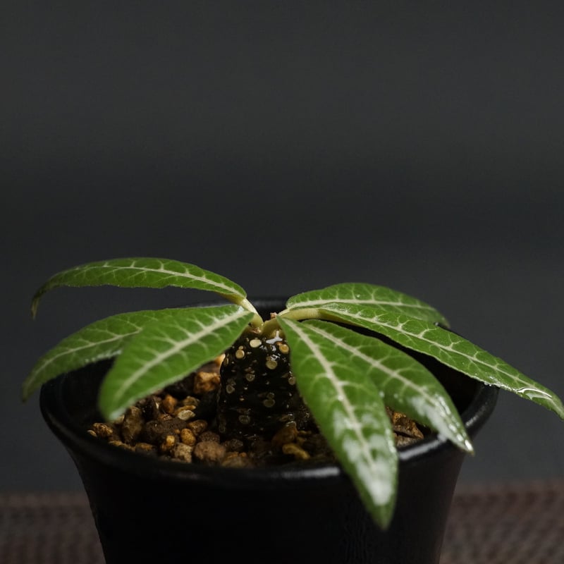 Dorstenia lancifolia