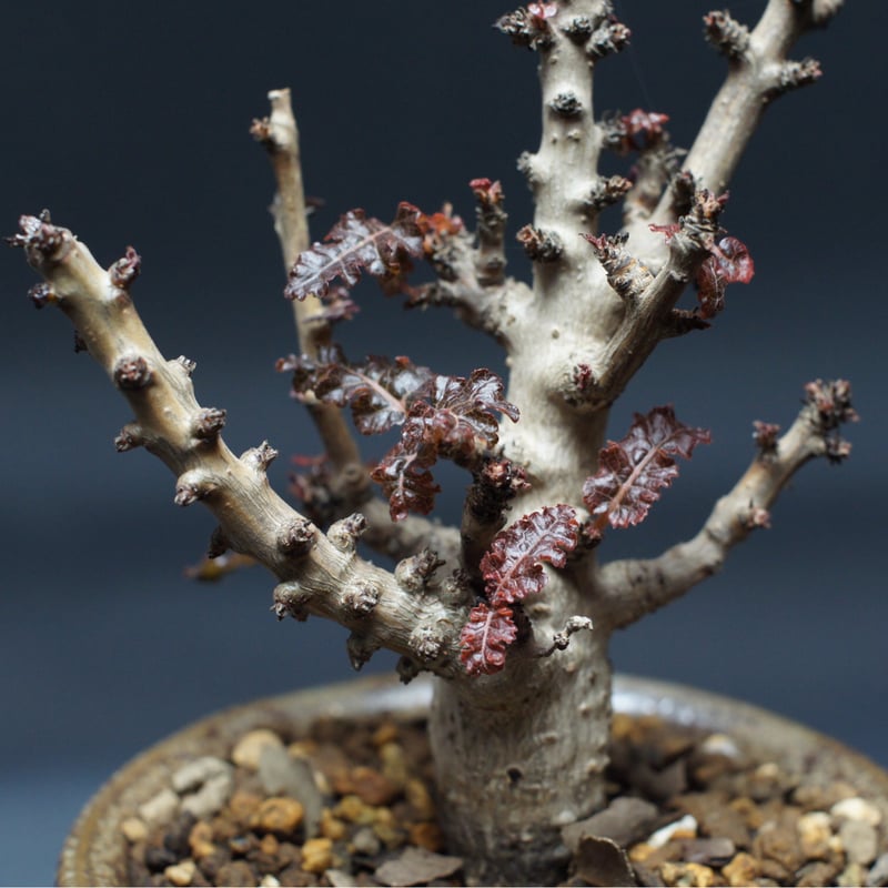 ボスウェリア ナナ 