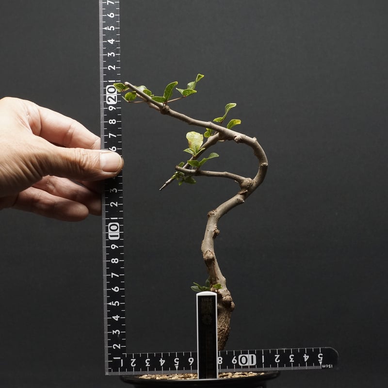 Commiphora sp Onilahy