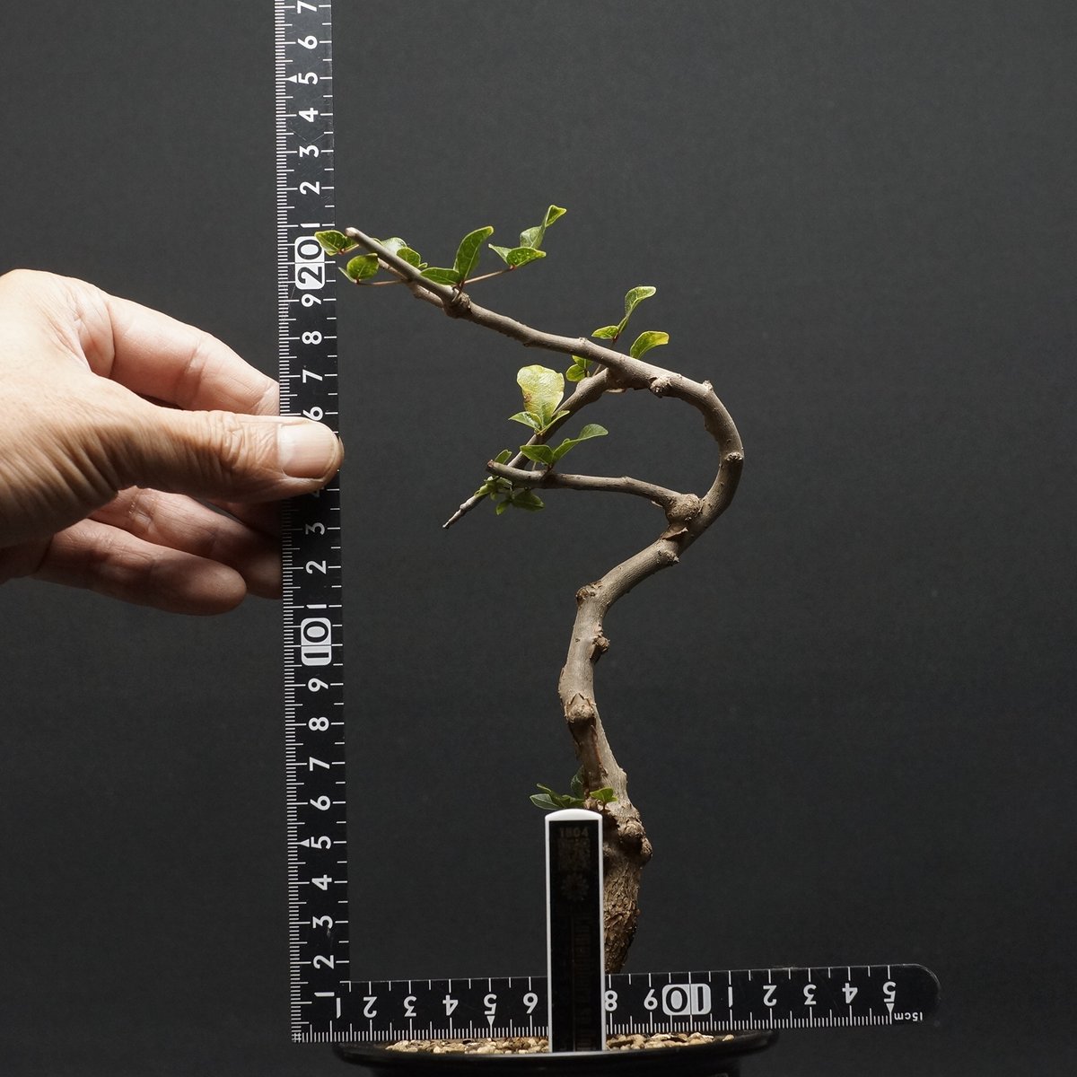 Commiphora sp.Ey① 挿し木　枝 Commiphora sp.Ey① 挿し木 枝 ◎超稀少灌木 Commiphora sp