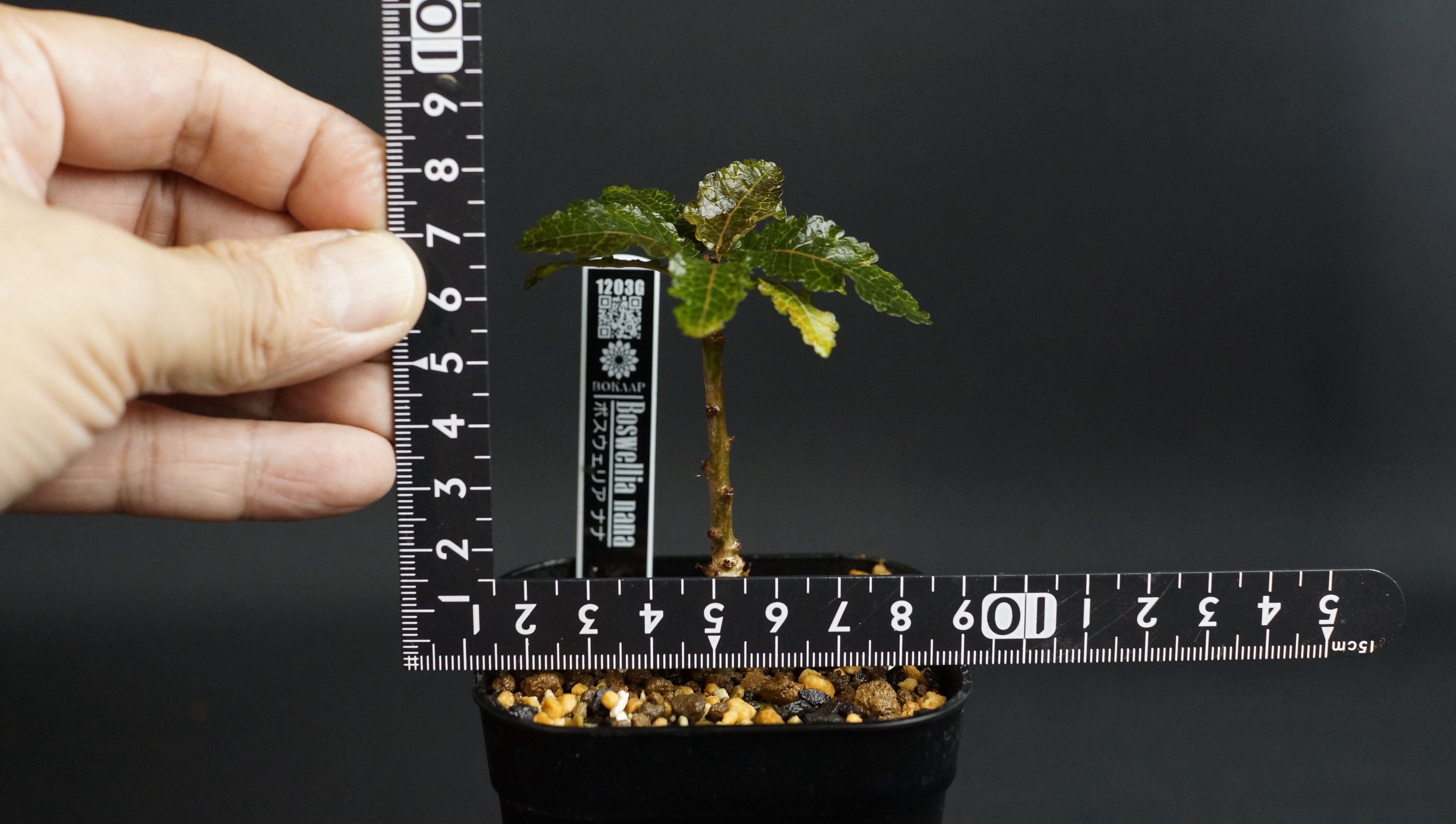 Boswellia nana