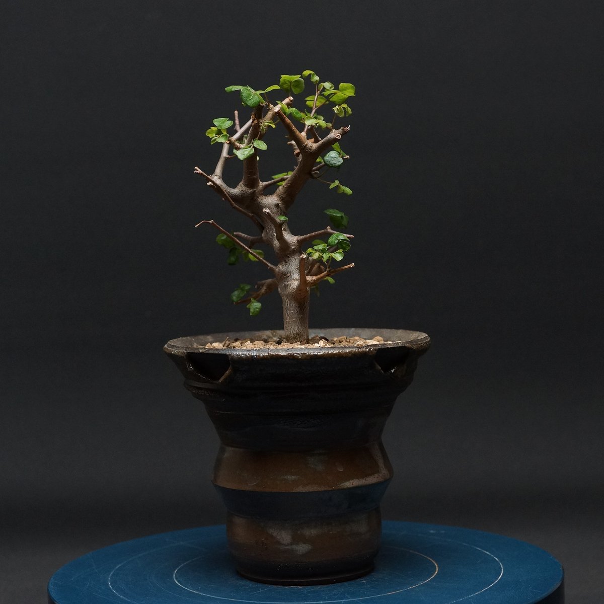 コミフォラ　シヌアタ fit=scale-down,w=1200