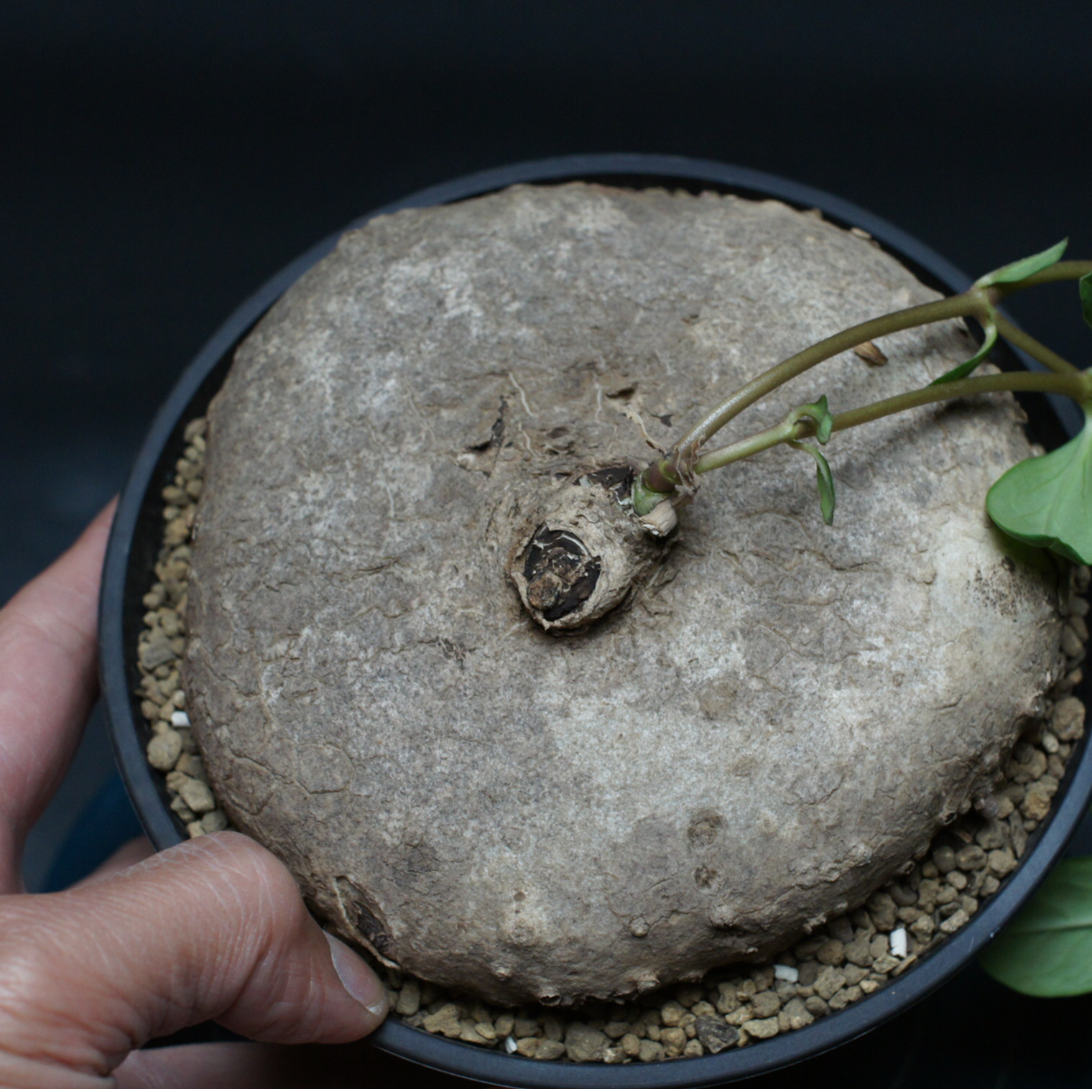 original