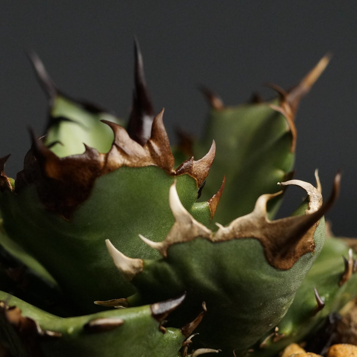 Agave titanota
