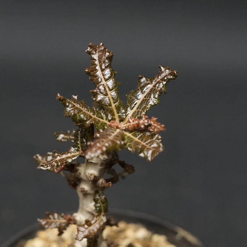 6月入荷 ボスウェリア ナナ 種子10粒 Boswellia nana 種子】ボスウェリア・ナナ 3s Boswellia nana | プラントブラザーズ